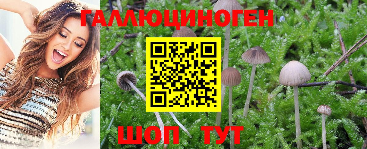 Галлюциногенные грибы MAGIC MUSHROOMS Горячий Ключ